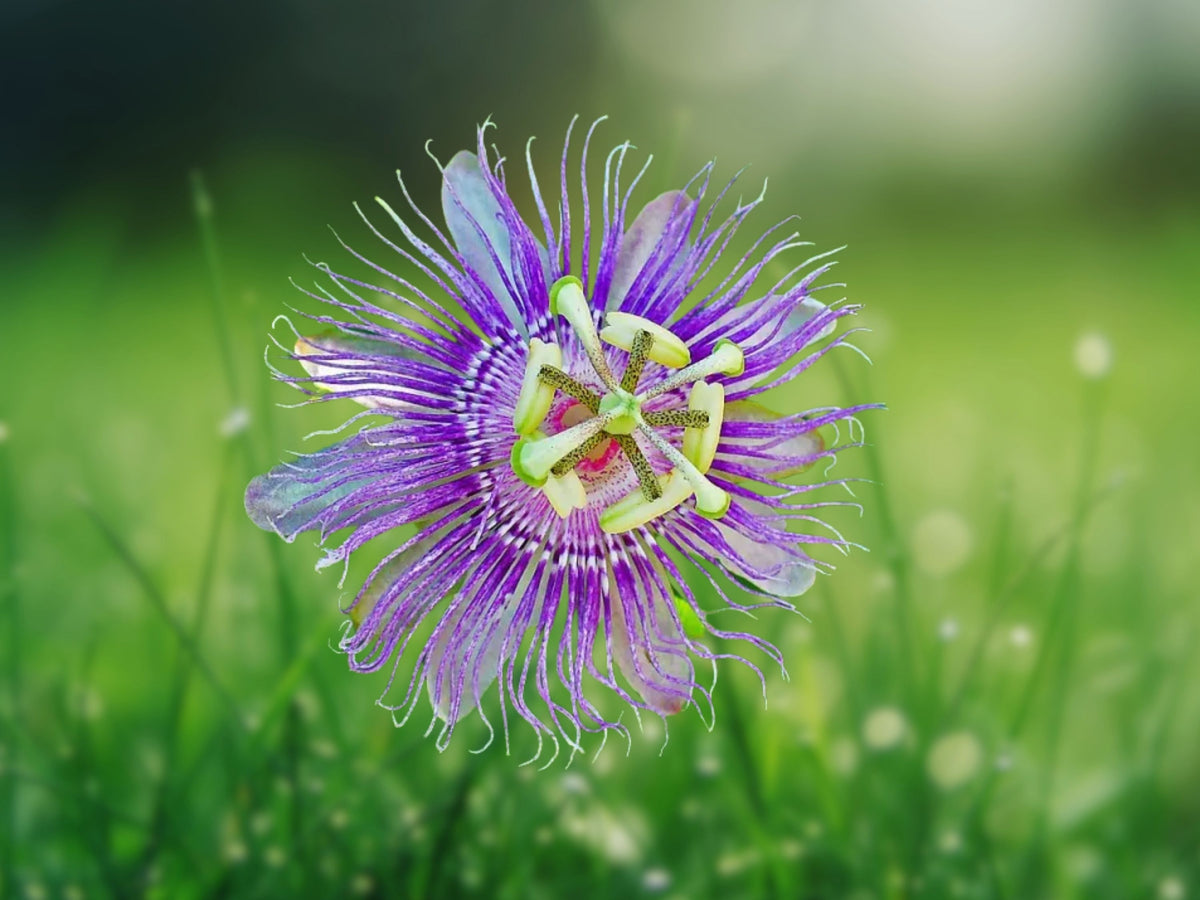 10 Seeds Purple Passion Flower Vine Passiflora Edulis Exotic Fragrant Blooms Edible Fruit