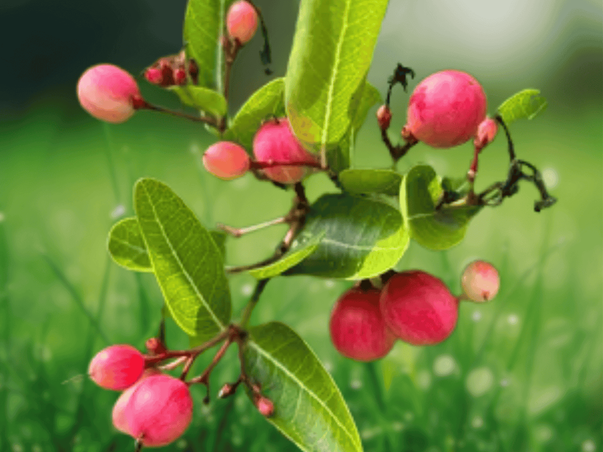 5 Seeds Bengal Currant Carissa carandas Tropical Fruit Shrub
