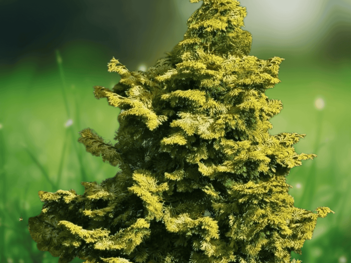 25 Seeds Chamaecyparis obtusa 'Aurea Nana' Hinoki Cypress Dwarf Golden Evergreen