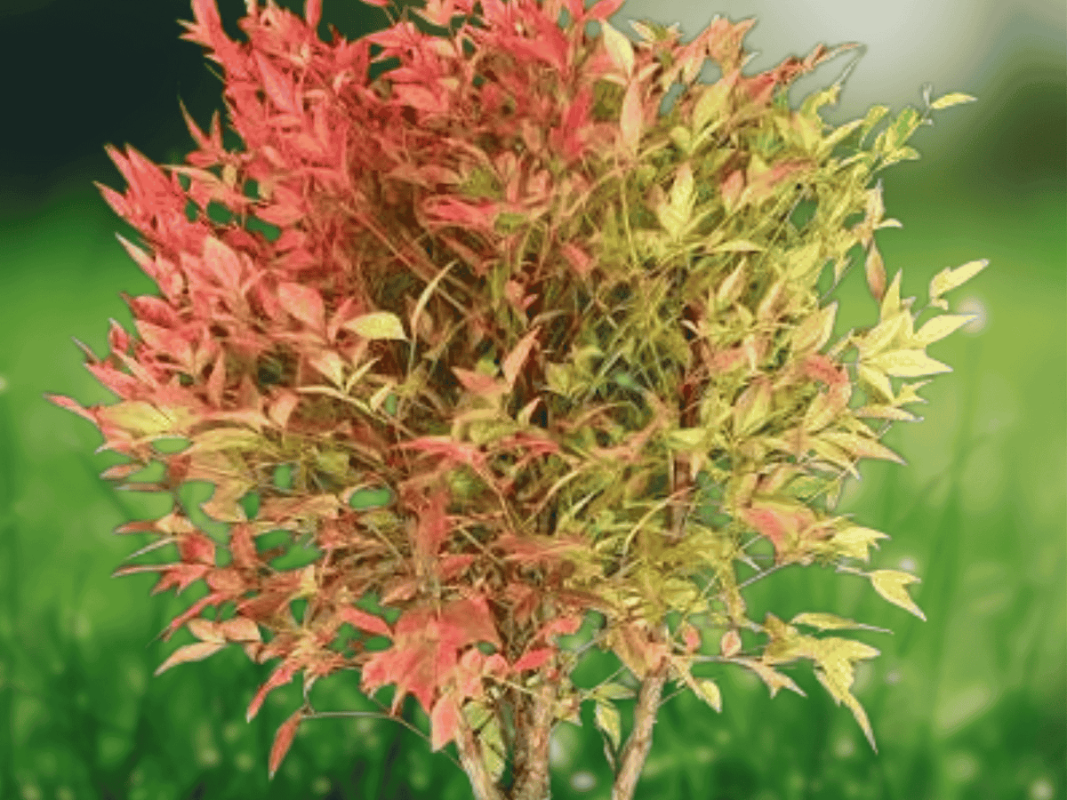 10 Live Plants Gulf Stream Heavenly Bamboo Nandina 6 Inch Starter Bare Root