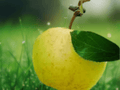 1 Live Plant Yellow June Apple Tree 6 Inch Tall Grafted Bare Root Malus domestica