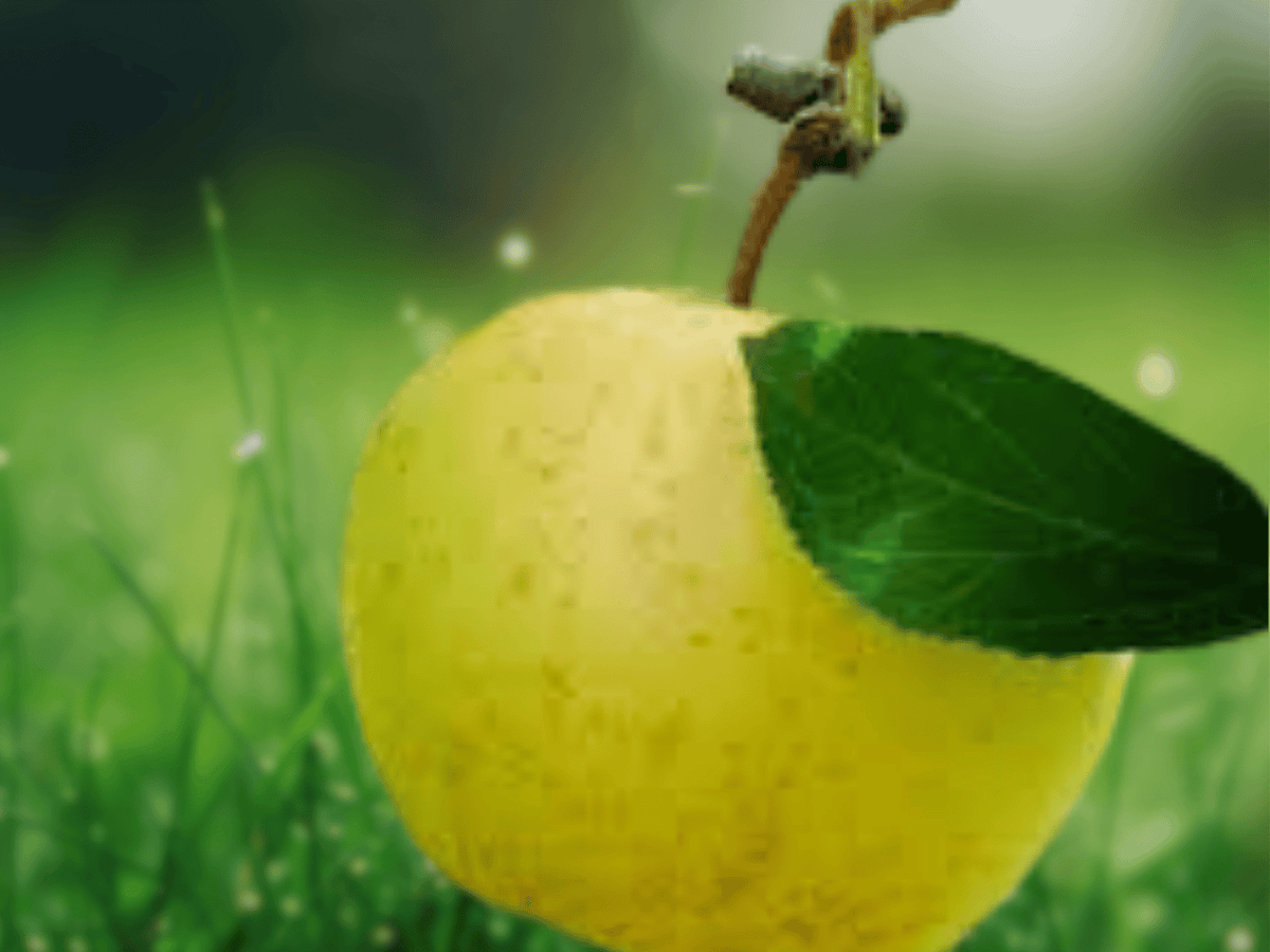 1 Live Plant Yellow June Apple Tree 6 Inch Tall Grafted Bare Root Malus domestica