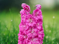 50 Seeds Bright Pink Delphinium Tall Spikes Easy Grow Perennial Cut Flower