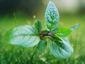 50 Seeds Basella alba Green Malabar Spinach Vining Leafy Vegetable for Garden Trellis