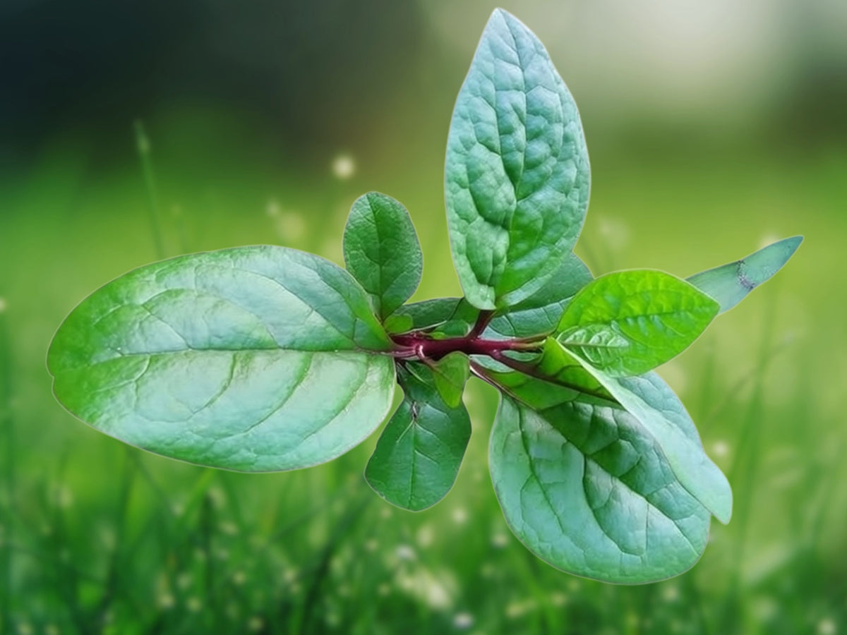 50 Seeds Basella alba Green Malabar Spinach Vining Leafy Vegetable for Garden Trellis