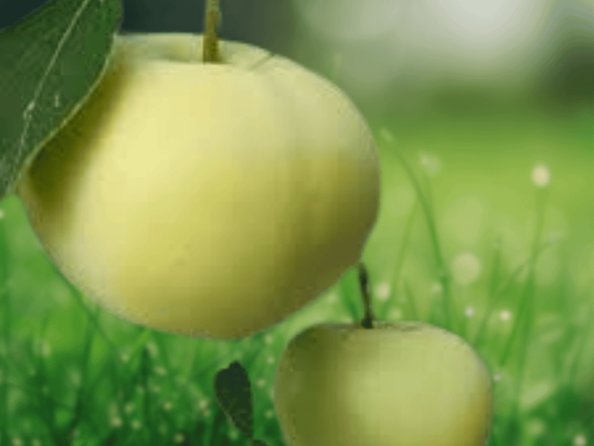 1 Live Plant White Transparent Apple Tree Grafted 1 Year Old Malus domestica