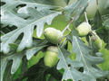 5 Bare Root White Oak Trees Quercus alba 12 Inch Seedlings