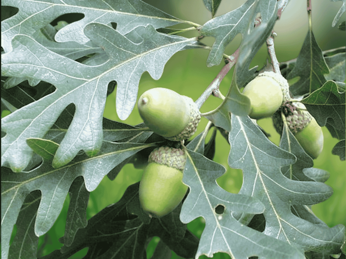 5 Bare Root White Oak Trees Quercus alba 12 Inch Seedlings