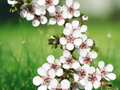 10 Seeds Alpine Tea Tree Leptospermum rupestre Hardy Evergreen Ornamental Shrub