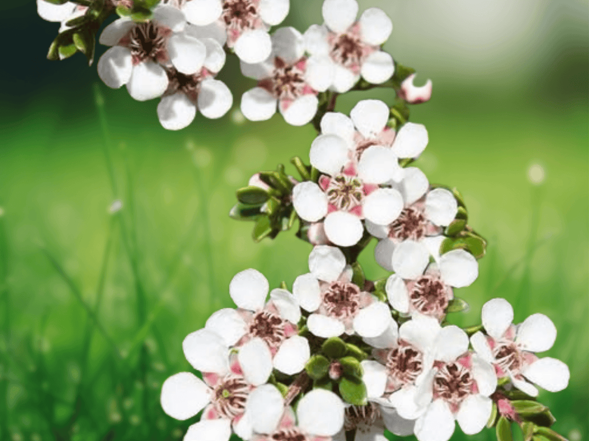 10 Seeds Alpine Tea Tree Leptospermum rupestre Hardy Evergreen Ornamental Shrub