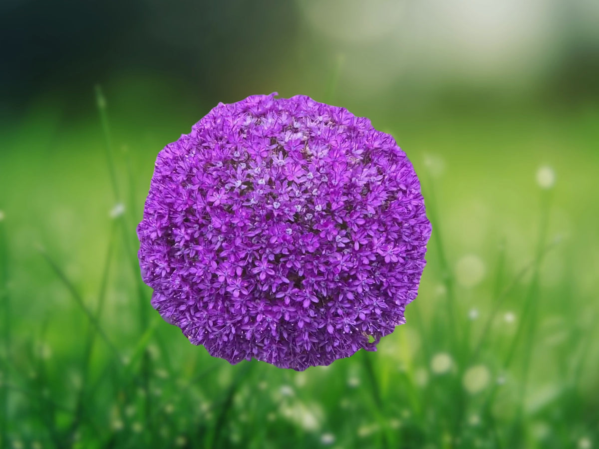 1 Bulb Gladiator Allium - Hardy Perennial Giant Purple Ornamental Flower for Garden Border Landscape