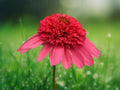 50 Seeds Watermelon Sugar Coneflower Echinacea Perennial Pink Red Blooms Hardy Pollinator Easy Grow Drought Tolerant