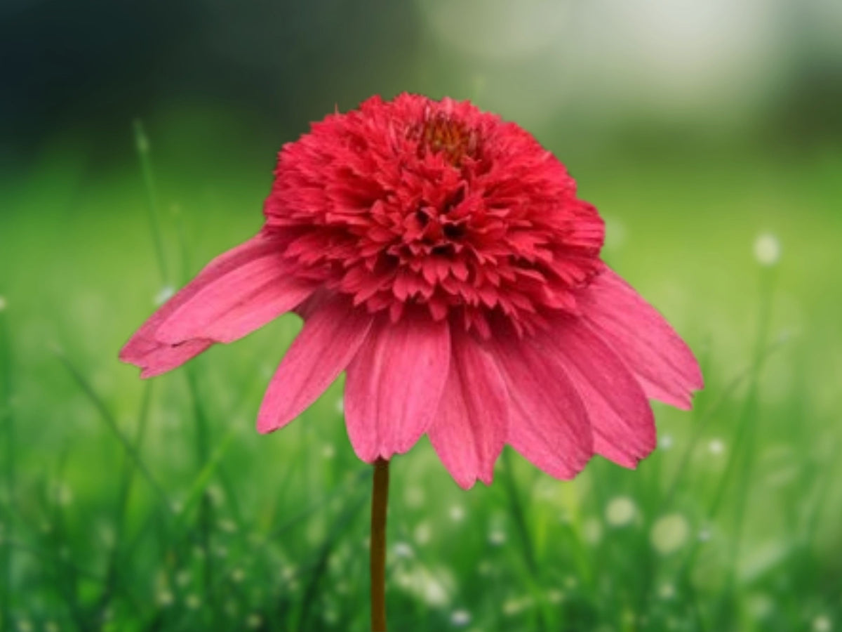 50 Seeds Watermelon Sugar Coneflower Echinacea Perennial Pink Red Blooms Hardy Pollinator Easy Grow Drought Tolerant