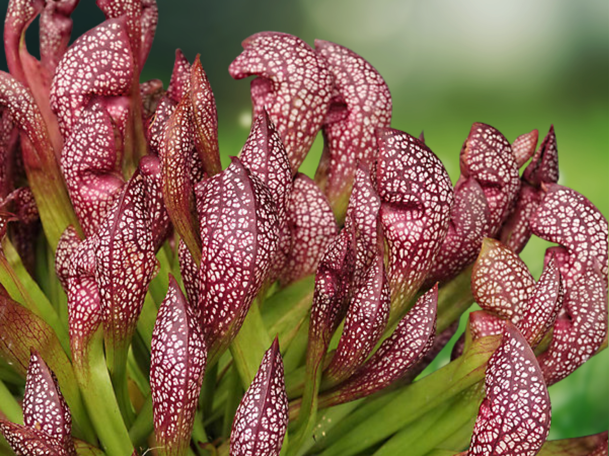 1 Live Plant Sarracenia Scarlet Bell Pitcher Plant Carnivorous Bog Garden Outdoor Collection