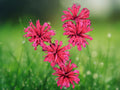 100 Seeds Bee Balm Monarda Didyma Cherry Pops Perennial Cherry Red Fragrant Attracts Hummingbirds Pollinator Garden
