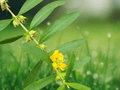 10 Seeds Sun Opener Heimia myrtifolia Flowering Shrub Ornamental Plant
