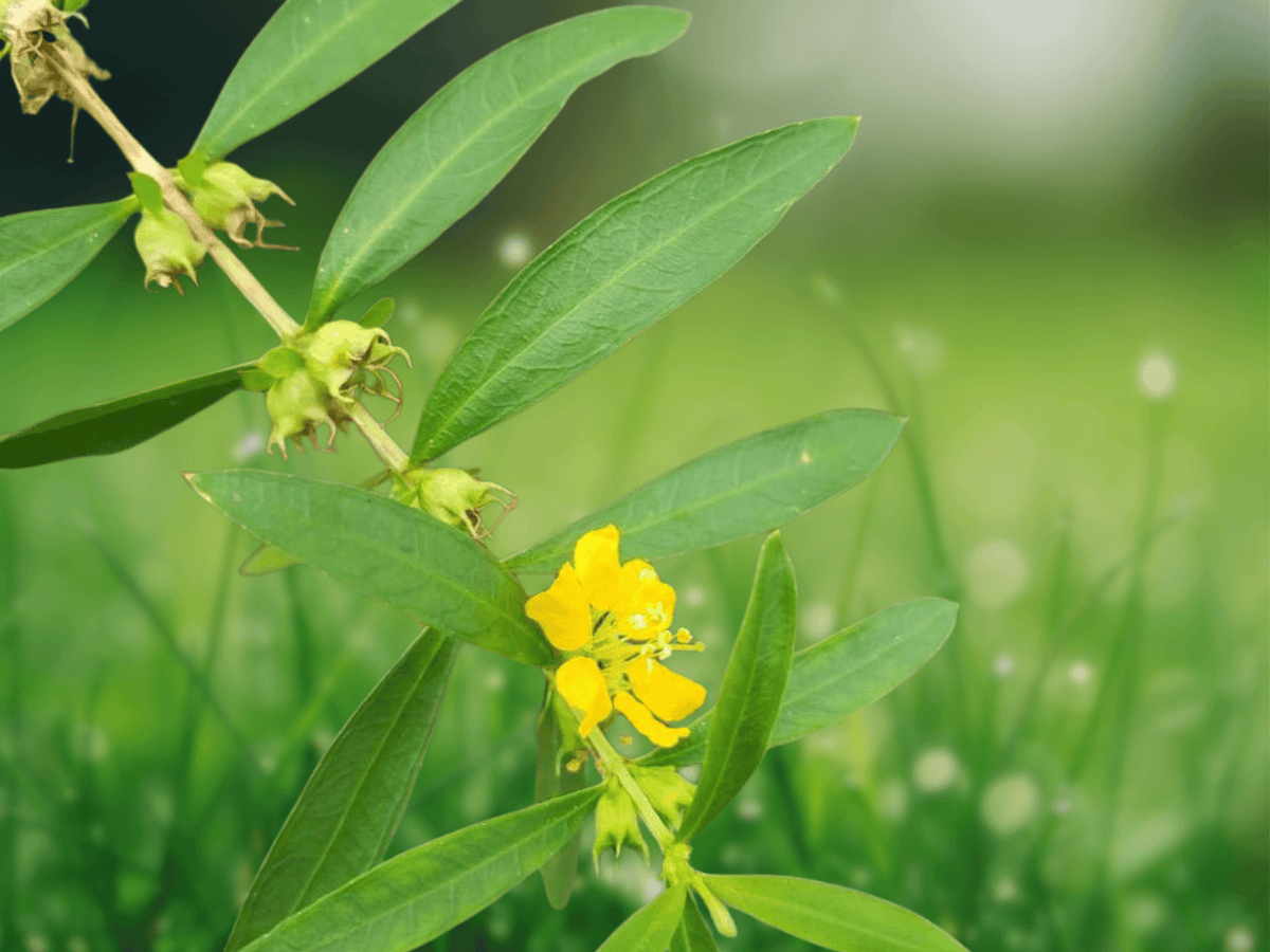 10 Seeds Sun Opener Heimia myrtifolia Flowering Shrub Ornamental Plant