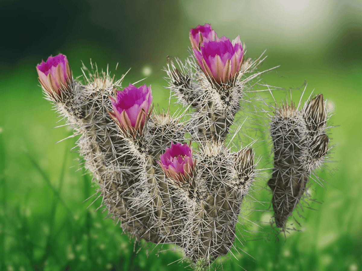 10 Seeds Echinocereus engelmannii var. variegatus Engelmann Hedgehog Cactus Cold Hardy