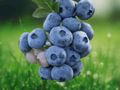 5 Starter Plugs Reka Blueberry Vaccinium corymbosum