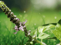 1 Live Starter Plant Holy Basil Kapoor Tulsi Organic Culinary Herb