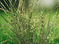 10 Seeds Miscanthus sinensis Zebrinus Variegated Maiden Grass Ornamental Grass