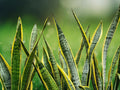 1 Rooted Cutting Snake Plant Sansevieria Starter Plant Easy Care Indoor Outdoor