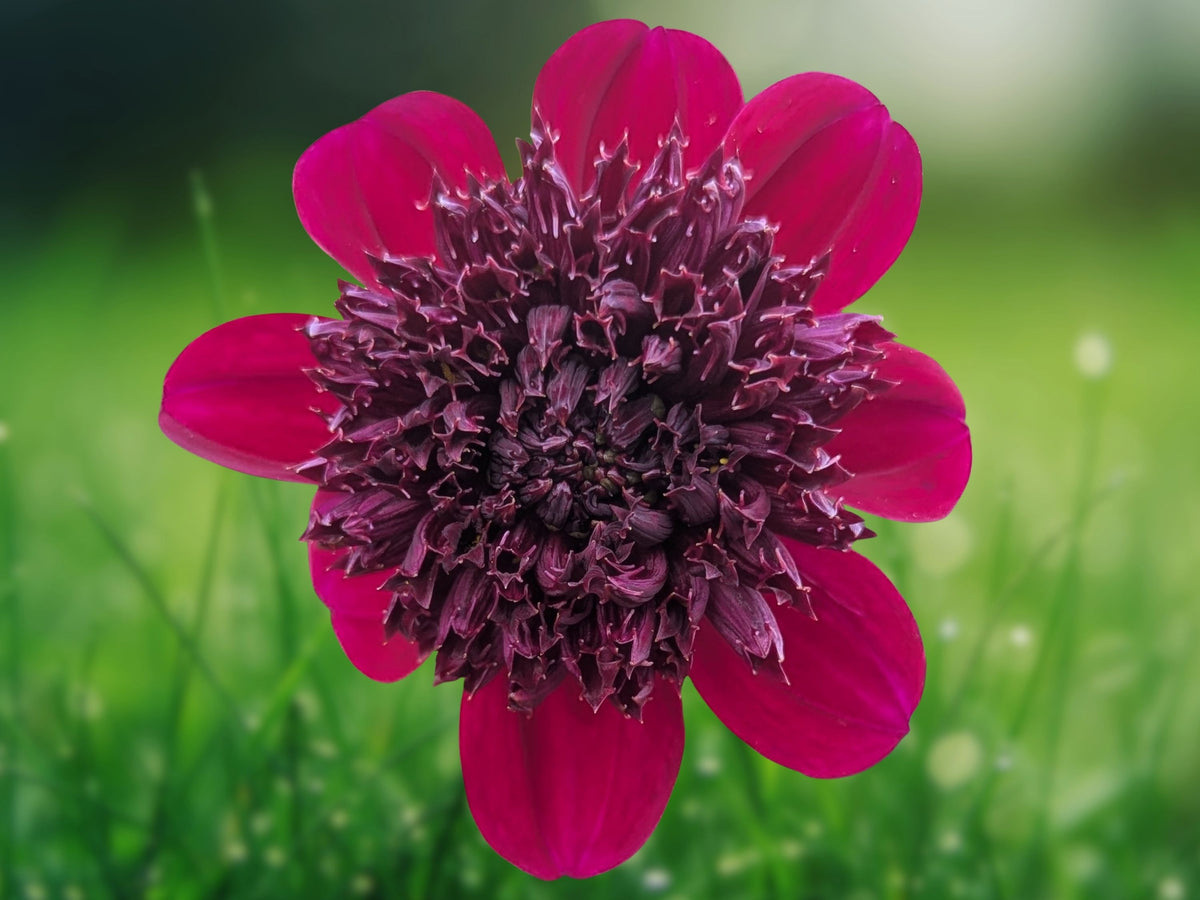 25 Seeds Dahlia Pinnata Rock Star Red White Bicolor Hardy Perennial Easy Grow Ornamental Garden Flower