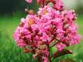 1 Live Plant Sioux Crape Myrtle Pink Flowering Tree