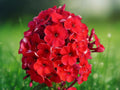 50 Seeds Bright Red Phlox Vibrant Scarlet Blooms Perennial Easy Grow Garden Border Butterfly Attractant