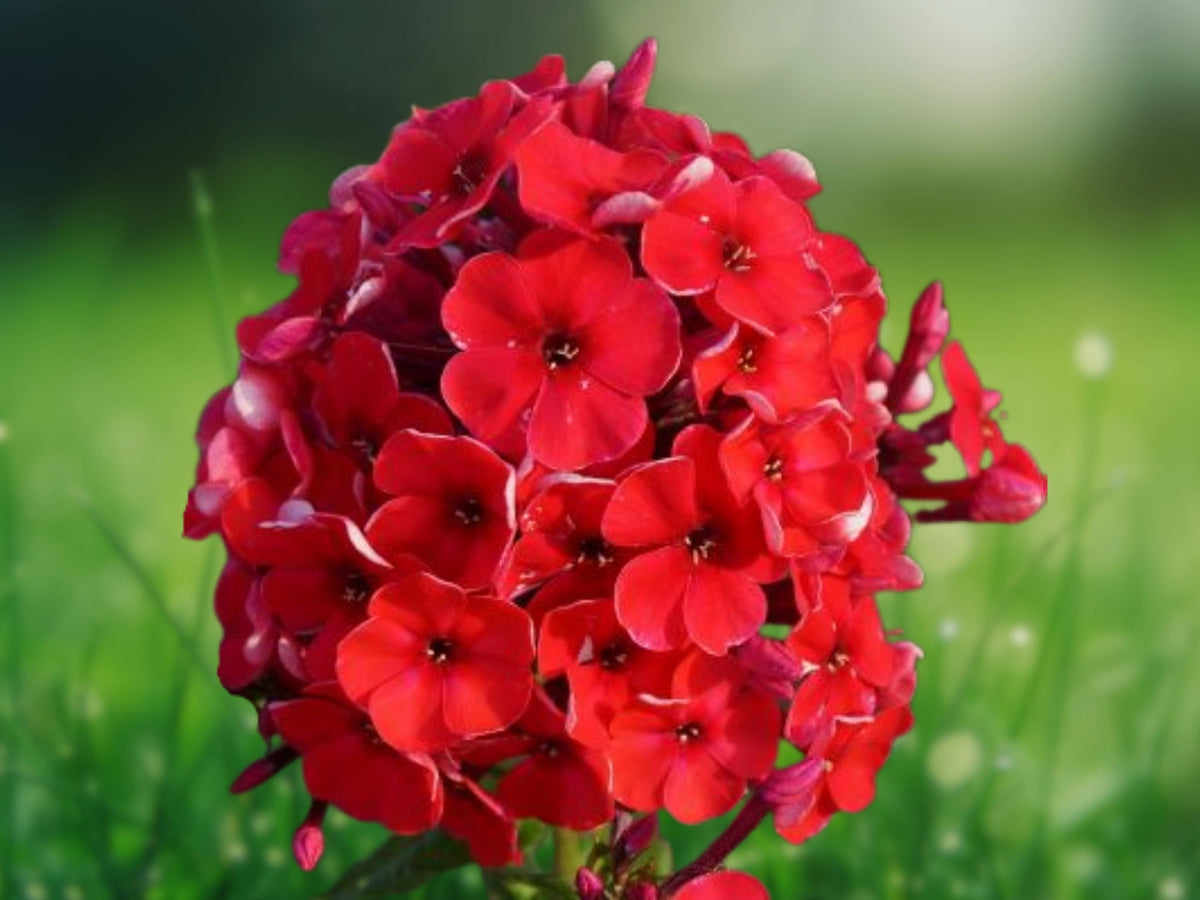 50 Seeds Bright Red Phlox Vibrant Scarlet Blooms Perennial Easy Grow Garden Border Butterfly Attractant