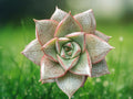 1 Live Plant Echeveria purpusorum Rooted Succulent Rosette 2.5 inch Pot