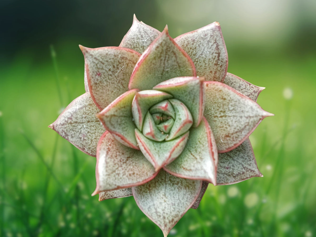1 Live Plant Echeveria purpusorum Rooted Succulent Rosette 2.5 inch Pot