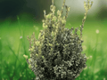 5 Plant Plugs Wintergreen Boxwood Buxus microphylla Wintergreen Evergreen Shrub