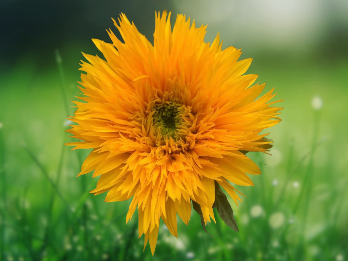 50+ Dwarf Sungold Sunflower Seeds Heirloom Annual Bright Yellow Container Friendly Pollinator Garden Plant