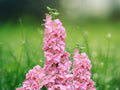 50 Seeds Delphinium Salmon Soft Coral Tall Spires Easy Grow Perennial Cut Flower Garden