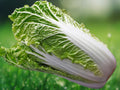 500+ Seeds Chinese Cabbage Napa Heirloom Non-GMO Vegetable Crisp Greens