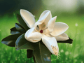 5 Seeds Magnolia grandiflora Narrow Southern Magnolia Evergreen Tree Ornamental Shade Specimen
