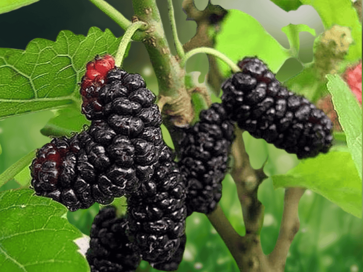 5 Seeds Morus nigra Black Mulberry Fruit Tree Sweet Edible Berry Deciduous Home Orchard