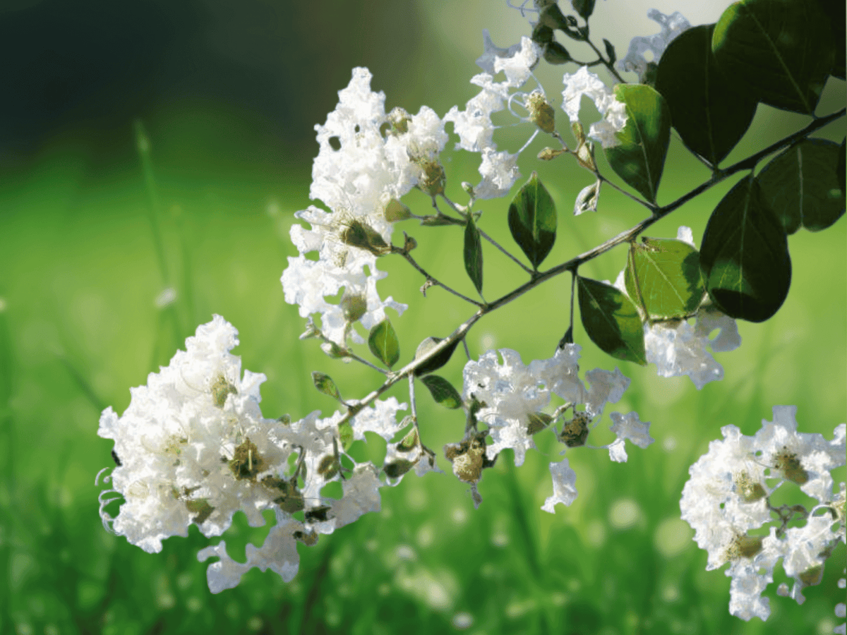 1 Bare Root White Crape Myrtle Starter Shrub 12 Inches Tall Ornamental Tree