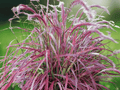 1 Bald Cypress Tree 12" Tall Taxodium distichum Bare Root Deciduous Conifer