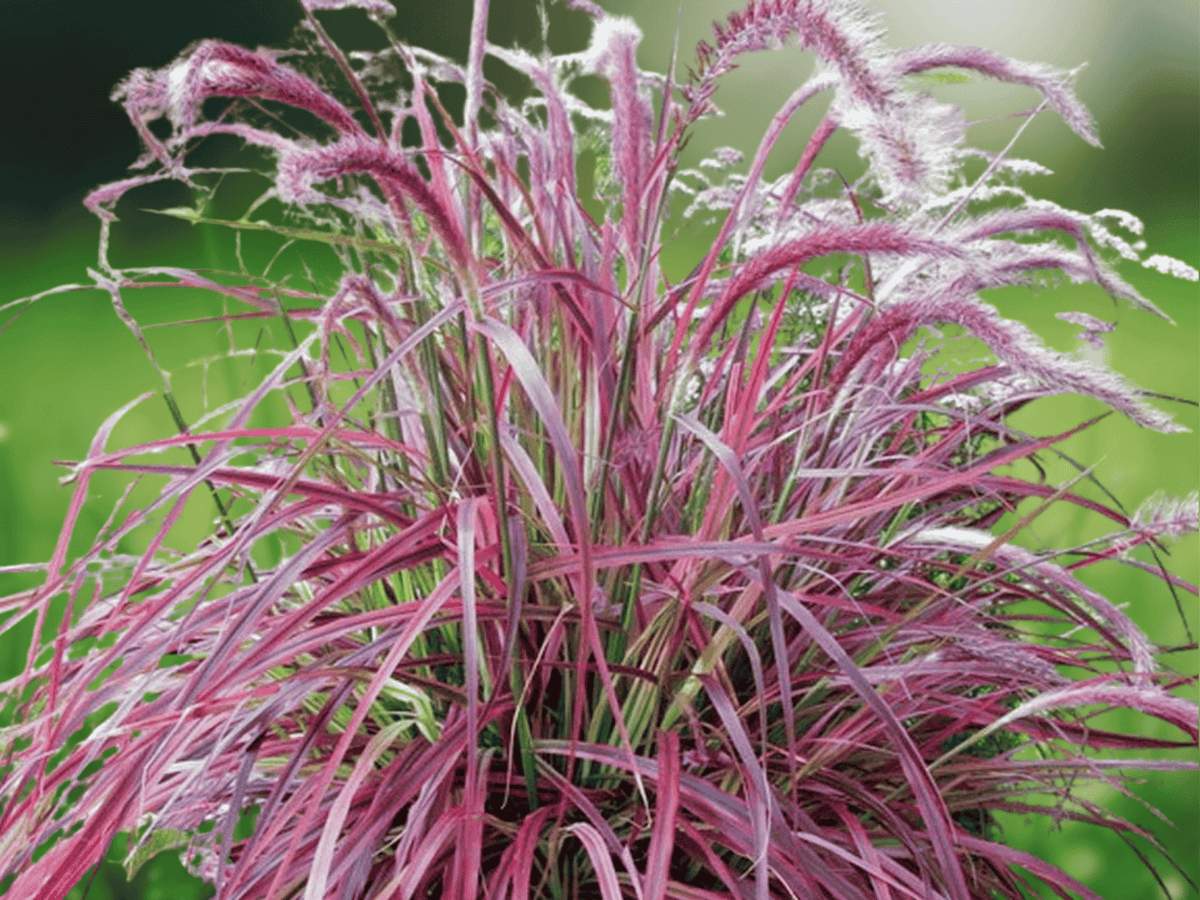 1 Bald Cypress Tree 12" Tall Taxodium distichum Bare Root Deciduous Conifer