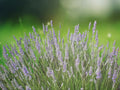 1 Live Plant Lavandula x Intermedia Provence Lavender Fragrant Purple Flowers Herb Garden Border
