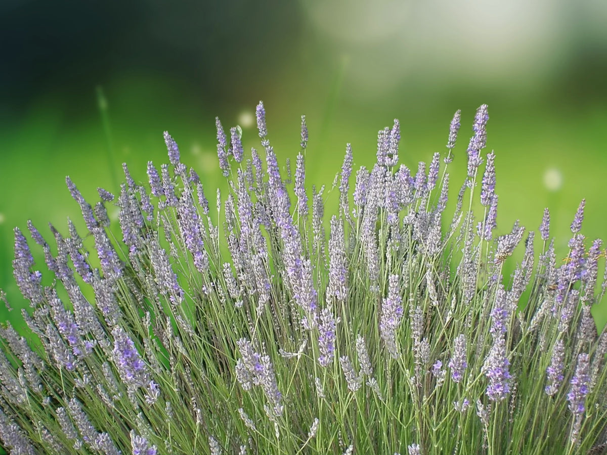 1 Live Plant Lavandula x Intermedia Provence Lavender Fragrant Purple Flowers Herb Garden Border
