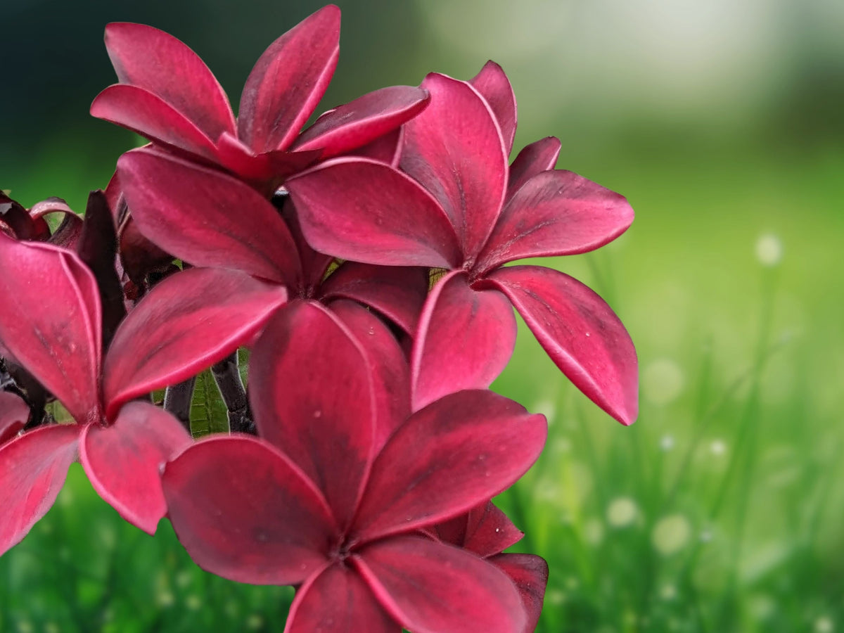 5 Seeds Deep Red Plumeria Frangipani Tropical Flower Tree Fragrant Exotic Easy Grow Patio Container