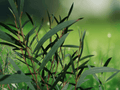 10 Seeds Eucalyptus moorei nana Narrow Leaved Sally Cold Hardy Dwarf Shrub