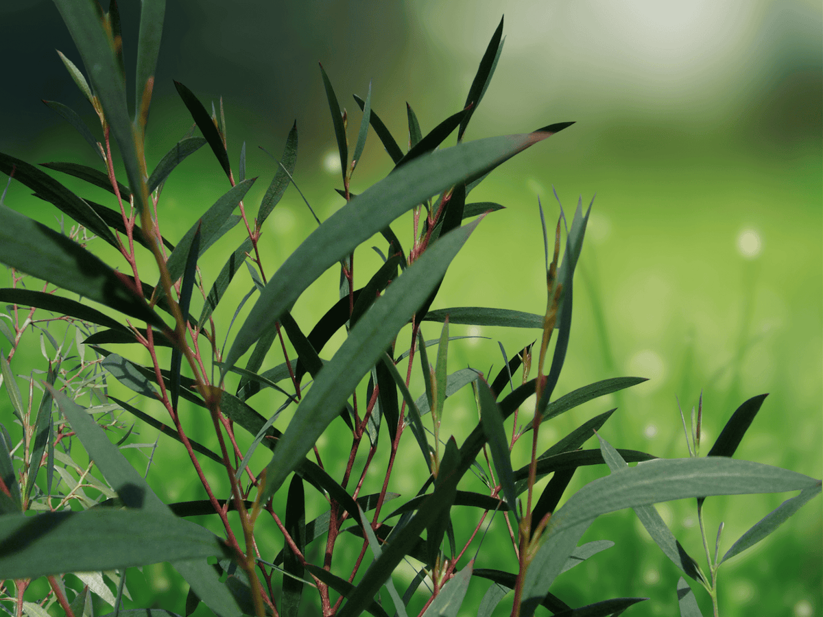 10 Seeds Eucalyptus moorei nana Narrow Leaved Sally Cold Hardy Dwarf Shrub
