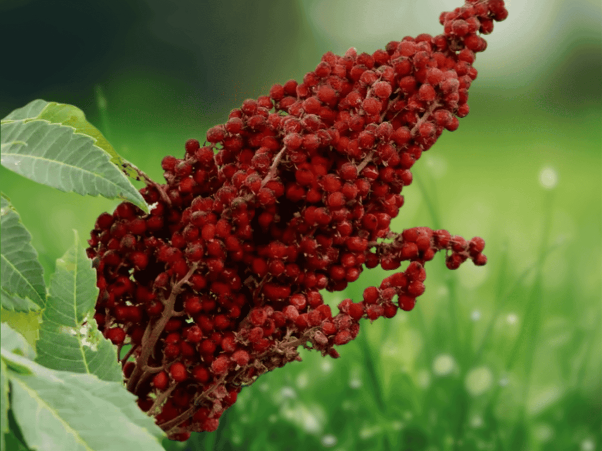 30 Seeds Smooth Sumac Rhus Glabra Native Shrub Wildlife Friendly Fall Color