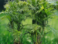 5 Seeds Chamaedorea costaricana (Bamboo Palm) Clumping Palm