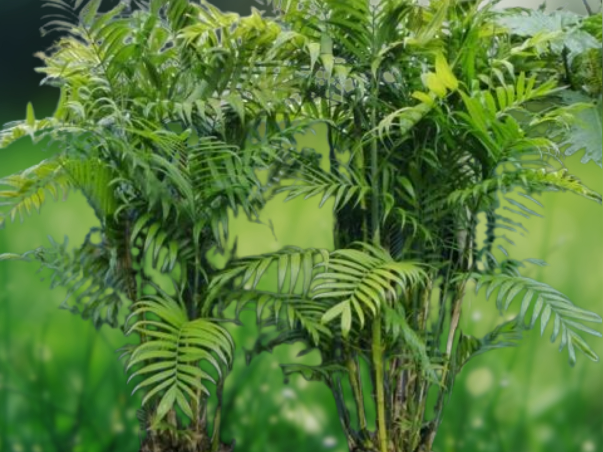 5 Seeds Chamaedorea costaricana (Bamboo Palm) Clumping Palm