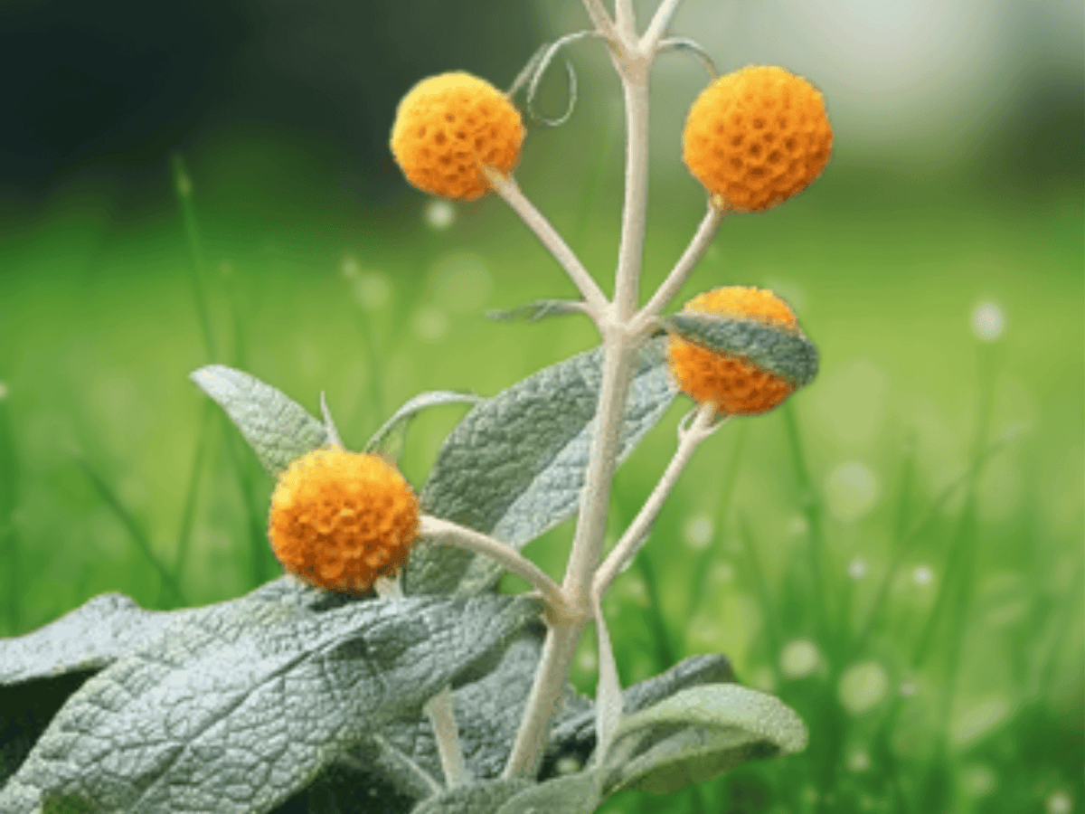10 Seeds Chilean Orange Ball Shrub Buddleja globosa Flowering Shrub